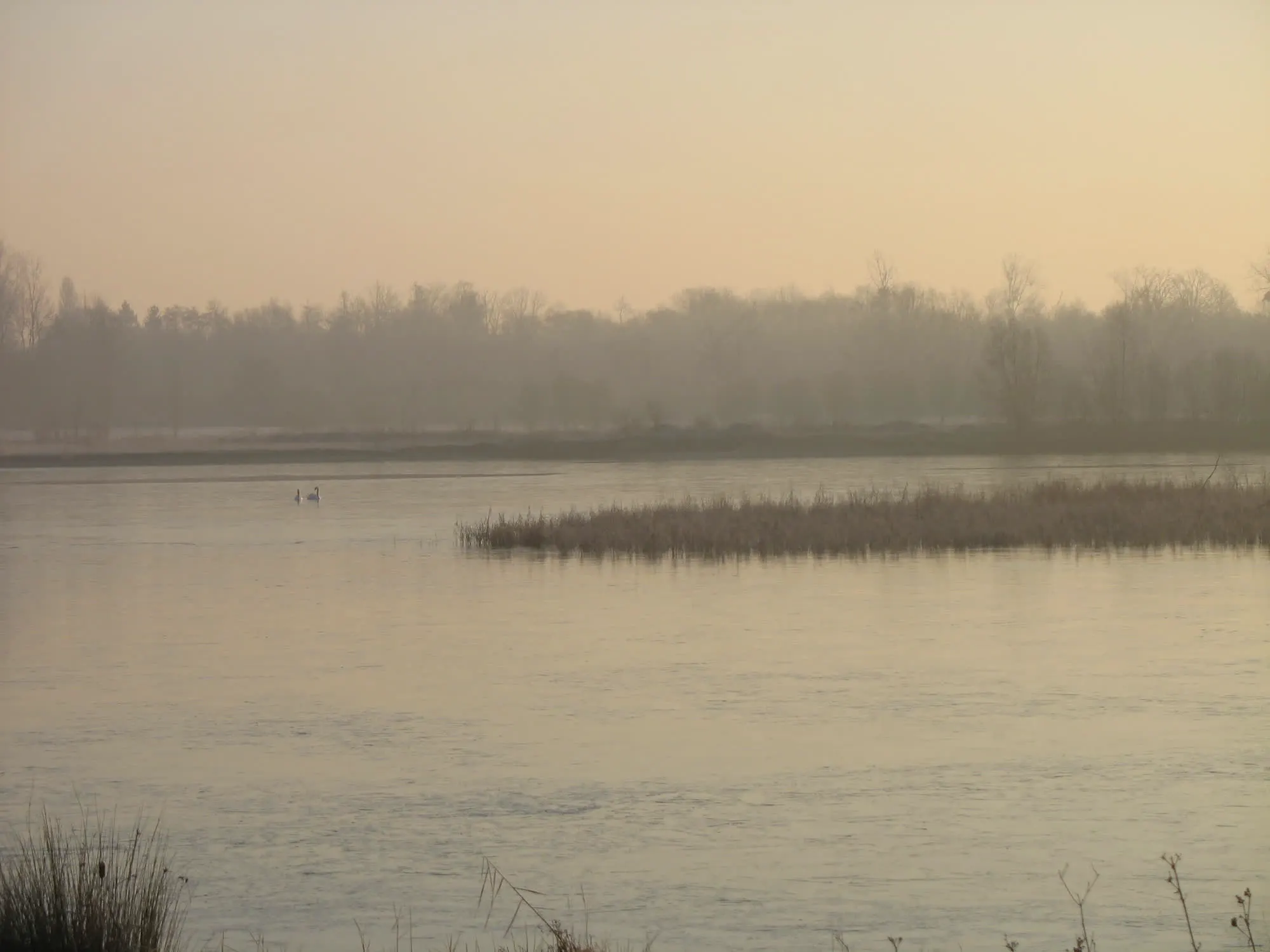 Les étangs de la Bassée sous la brume, une roselière au loin.