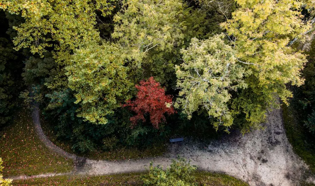 Une forêt de Seine-et-Marne vue du ciel, un chemin entre les arbres.