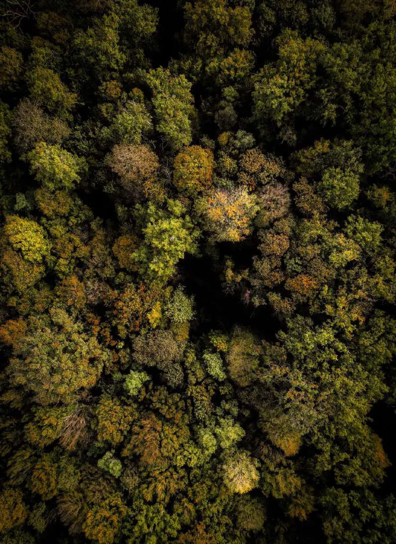 Une forêt de Seine-et-Marne vue du ciel en automne, cimes vertes et rousses.